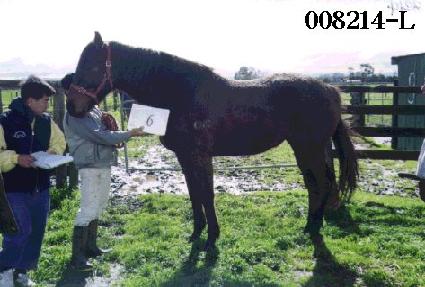 �ڸǴ� ����