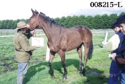 ����� ����