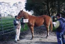 �ְ��� (CHOEGOYA) ����