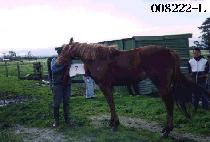 ���� (KWANGPYEONG) ����