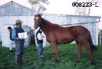 ����ź (PEONGAET��AN) ����