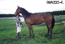 ������ (PITTORI) ����