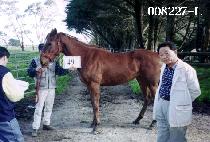 �������� (WILLY WILLY) ����