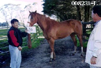 õ�� ����