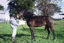 ������ (PAKCHAGO) ����