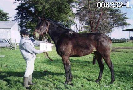 ������ ����