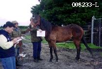 ���Ϸ� (WYLER) ����