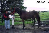 �߿� (CHOWOL) ����