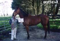 �߻� (PALSAN) ����