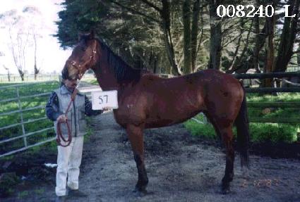 �߻� ����