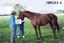 õ������ (CHEONHATONGIL) ����