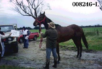 ����ī ����