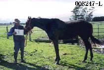 ��õ (WONCH��EON) ����