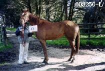 �ܵ��� (OEDOLGOE) ����