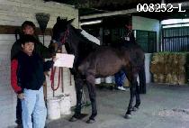 ��Ŀ�� (FOCUS) ����