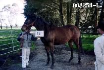 ������ (WOLLYUBONG) ����