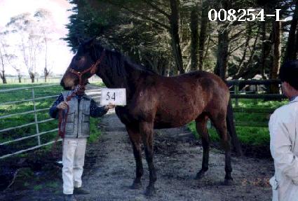 ������ ����