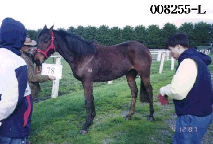 ������ ����