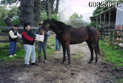 ��� ����