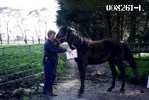 Ʈ��ī (TRIKA) ����