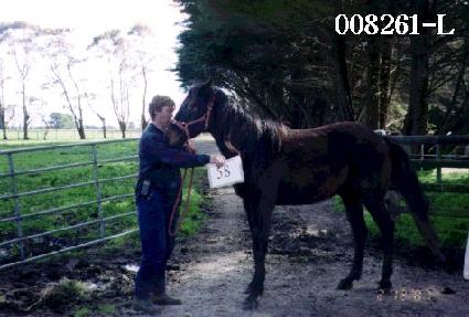 Ʈ��ī ����