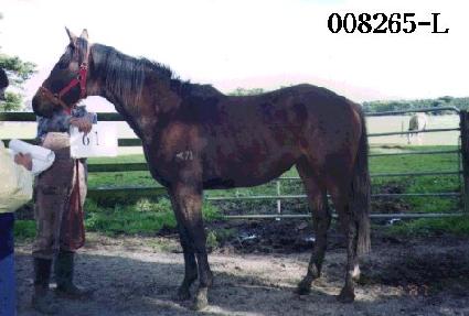 ������Ʈ ����