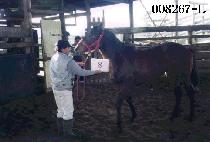 ���� (PPAPPI) ����