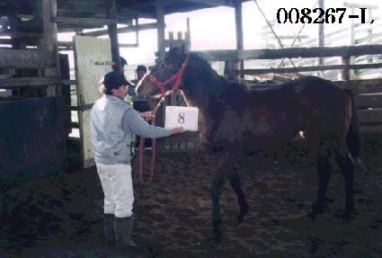 ���� ����