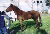 ȫ�ּ� (HONGJUSEONG) ����