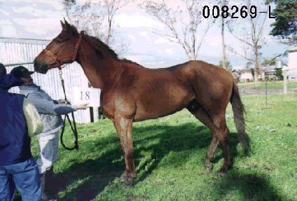 ȫ�ּ� ����