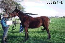 ���� (TORI) ����