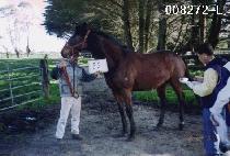 ��ũ�븶Ʈ (TECHNOMART) ����