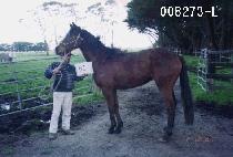 ������ (SPINTO) ����