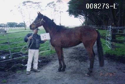 ������ ����