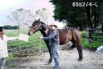 ���� (PEOMSAN) ����