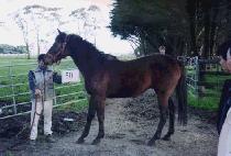 �곪 (SSENA) ����