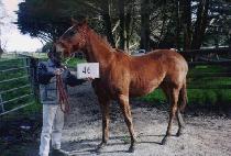 �밡 (TAEGA) ����