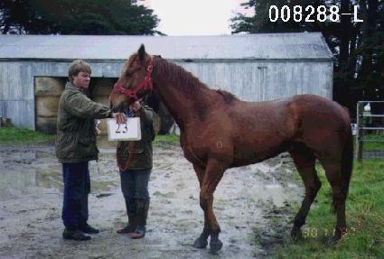 ��ɲ� ����