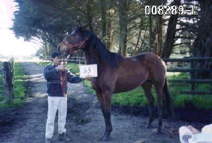 ������ ����