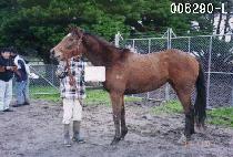 ��� (TOBA) ����