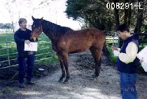 �����ſ��� (WORLDCUP YEONGUNG) ����