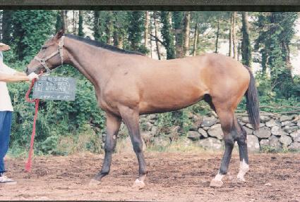 ������ ����