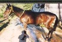 �Ҹ�õ (SOMANGCH��EON) ����