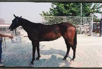 �Ǽ��� (SHILSOKP��A) ����