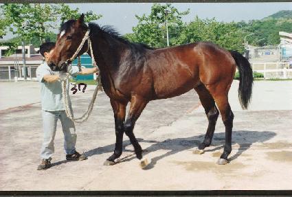 �̽��͵帲 ����