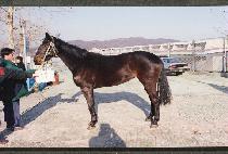 �Ͻ����� (SOCKS LAND) ����