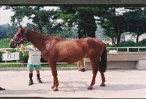 ����� (TAEROHAENG) ����