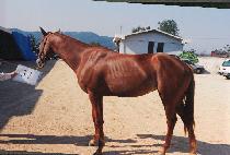 ���ۿ� (CHINSONGWON) ����