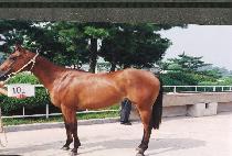 ������ (KOJUP��A) ����