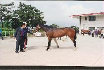 ���� (CENTO) ����